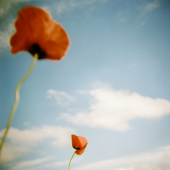 Coquelicots