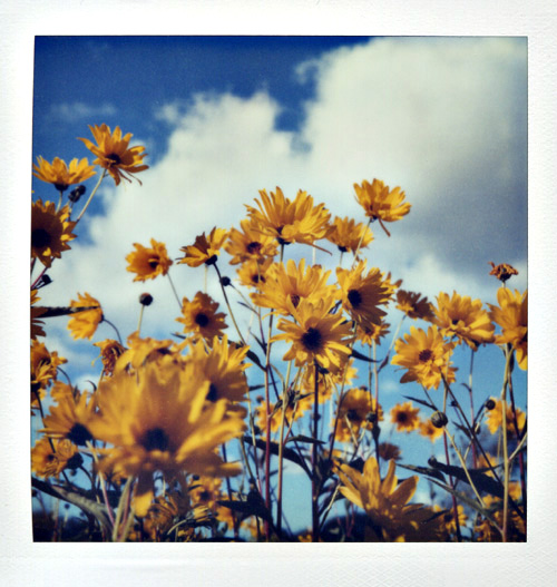 fleurs jaunes sur ciel bleu