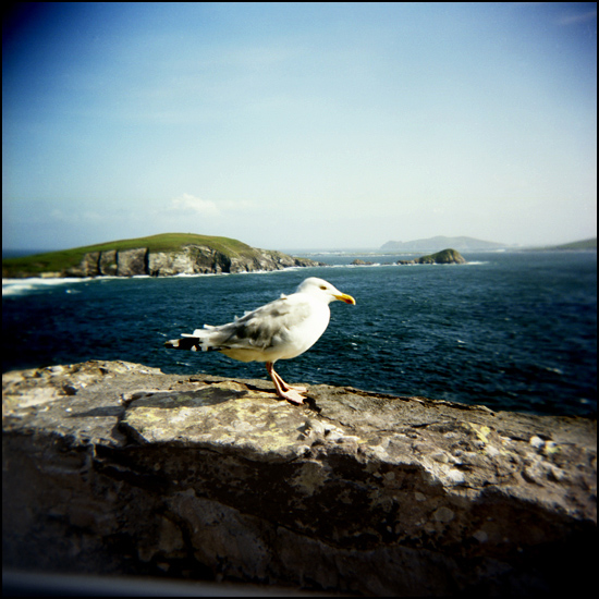 La mouette d'Irlande n'est pas farouche