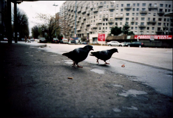 Pigeons