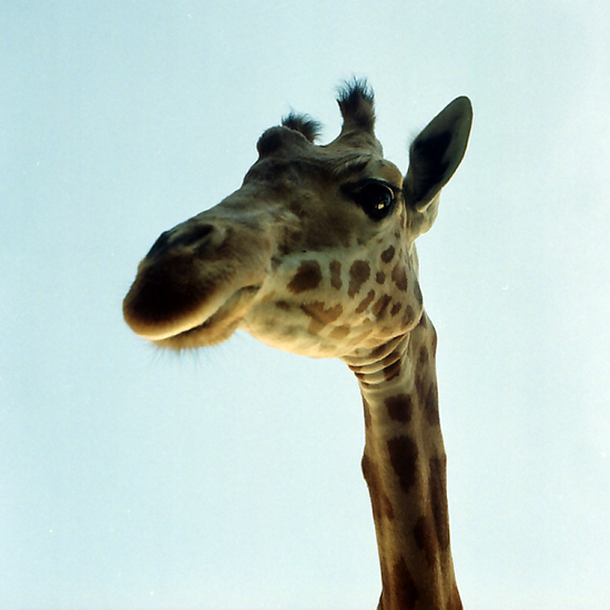 Giraffa camelopardalis