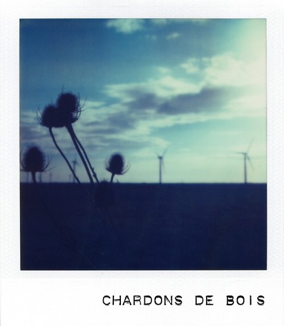 Chardons de bois