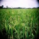 Holga + Fuji Reala 100