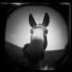 holga+fisheye