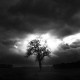 un arbre crois sur le chemin des chteaux de la Loire.